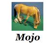 Pferde von Mojo