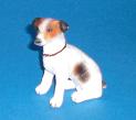 Jack Russel Terrier