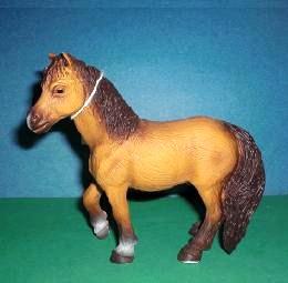 Welsh Pony Hengst 