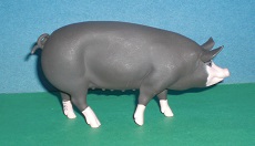 Berkshire Schwein