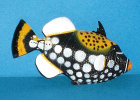 Leopardendrckerfisch