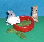 fressende Kaninchen