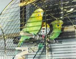 Mit Gipsy 3