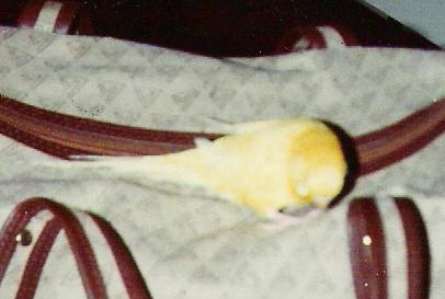 Goldi auf der Reisetasche