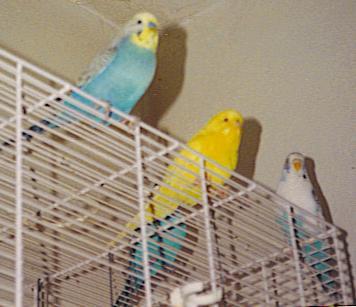 Mit Riggi, Chico und Charly