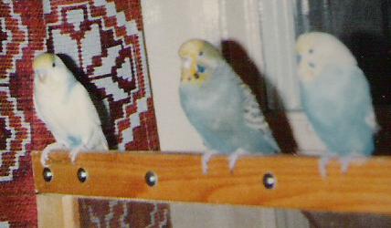 Auf dem Gitter mit Riggi und Pepsi