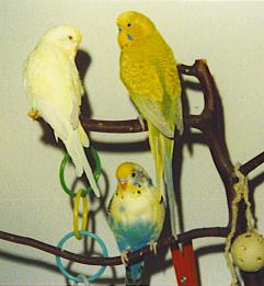 Mit Charly 2 und Bobbeli