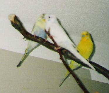Wieder mit Bobbeli und Charly 2