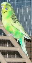 Chiccolina