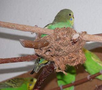 Bin ein ruhiges Kerlchen