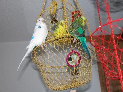 Peppi mit Chiccolina und Coco auf dem Gemsekorb