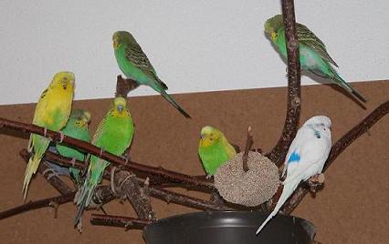 Peppi in der Gruppe