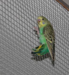 Am Gitter geht's