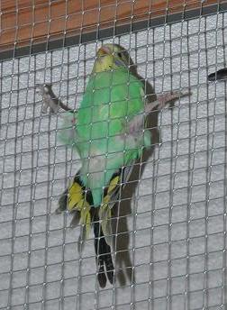 Die Fledermaus