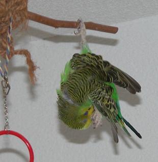Die Fledermaus