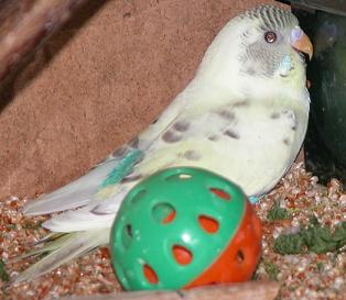 Mit Spielball