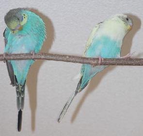Mit Prue