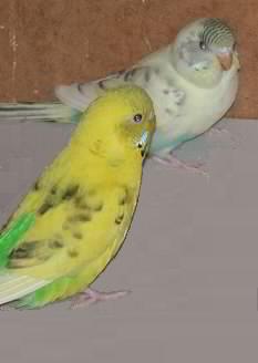 Herby mit Mami Sweety 3
