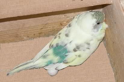 Nesthocker