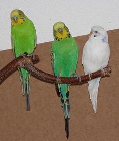 Peppi, Coco und Chico