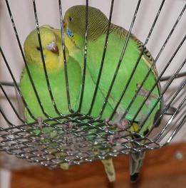 Mit Lea und Leo kuscheln