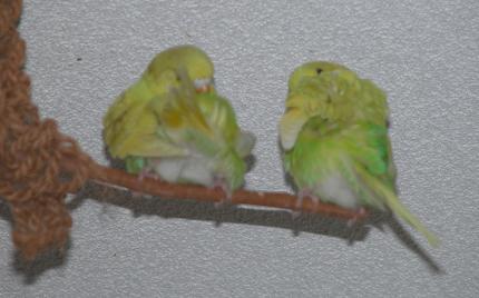 Putze, putze