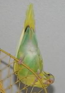 Phoebes Zirkusnummer