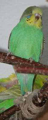 Als Baby ein blauer Schnabel