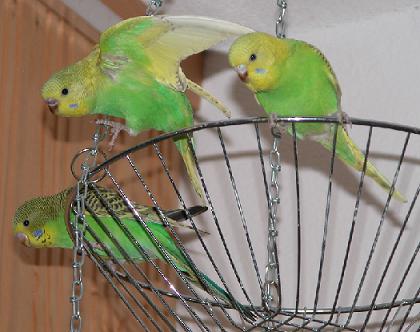 Karli, Leo und Lea