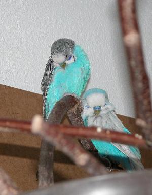 Mit em Charly bim putze