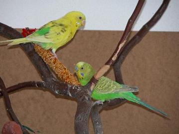 Sweety mit ihrem Mnnchen Chico