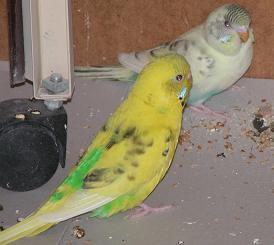 Sweety mit klein Herby