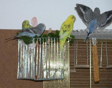 Sweety und der Peterli