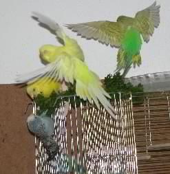 Sweety und der Peterli