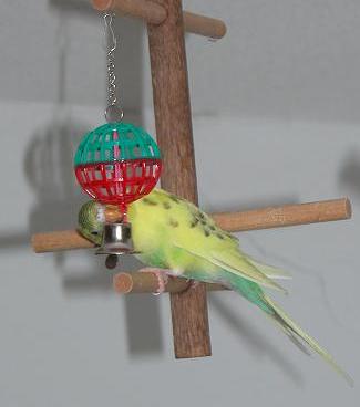 Sweety in aktion