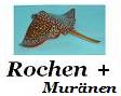 Rochen und Murnen