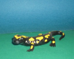 Feuersalamander