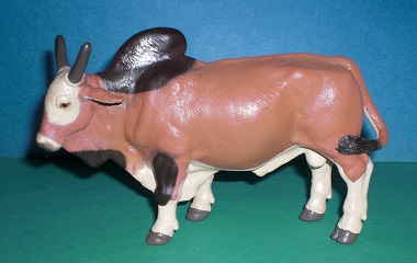 Zebu