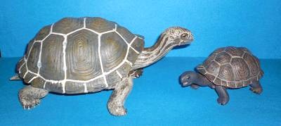 Galapagosschildkrte und Baby