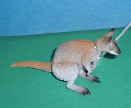 Wallaby-Knguruh