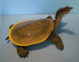 Weichschildkrte 