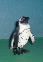 Brillenpinguin